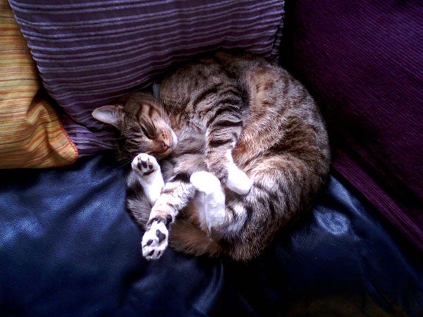 Tabby cat sleeping curled up on a leather couch.Tabby cat sleeping curled up on a couch.