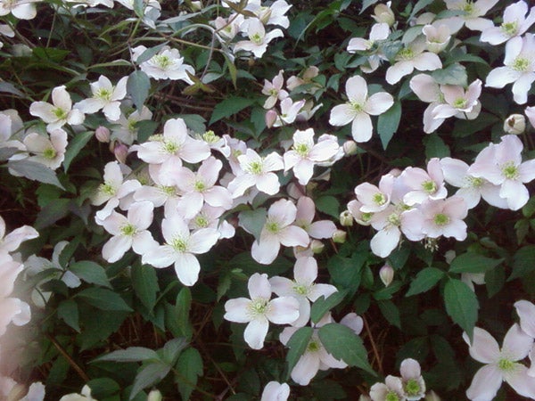 White flowering shrubs with green leaves in garden.White dogwood flowers blooming with green leaves background