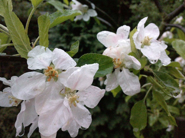 White apple blossoms with raindrops on petals.