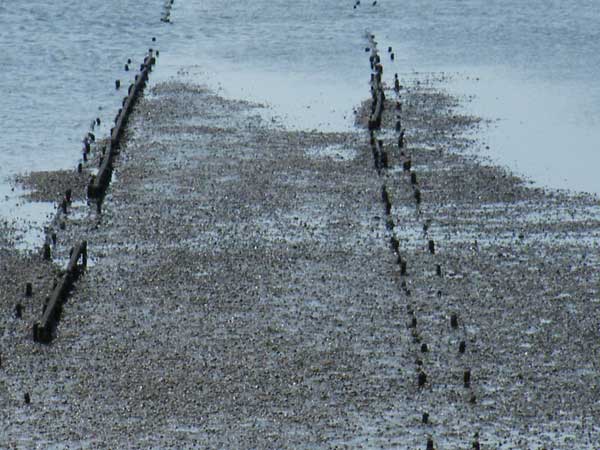 Photograph of a muddy shoreline with wooden posts.Photo taken with Fujifilm Finepix S8100fd showing waterlogged wooden remnants.