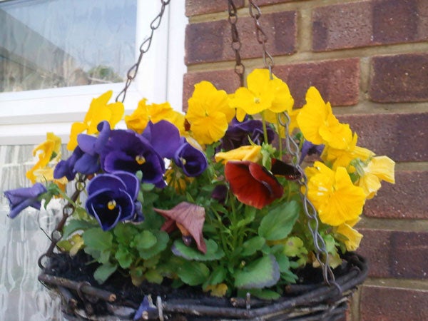 Hanging basket filled with vibrant purple and yellow pansies.
