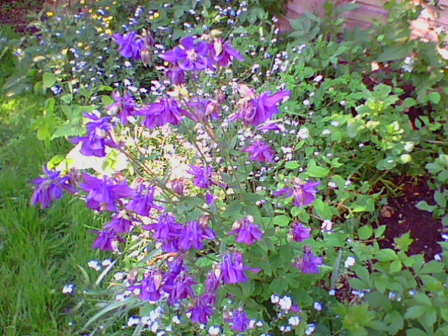 Purple flowers in a garden with green foliage.