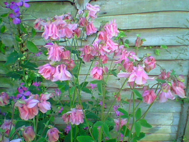 Pink flowers blooming by a wooden fence.