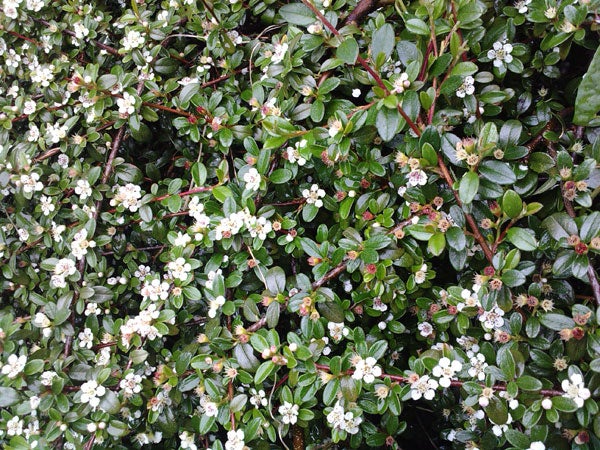 Close-up of flowering shrub with green leaves.Flowering shrub with green leaves and white blossoms.