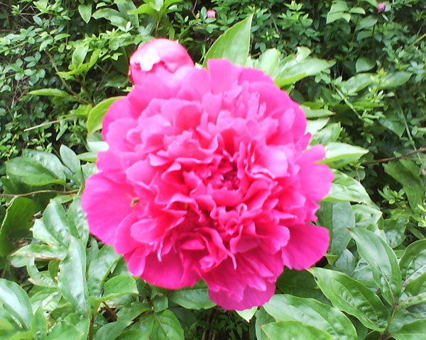 Photo taken with Sony Ericsson Z555i camera.Photo taken with Sony Ericsson Z555i of a pink flower.