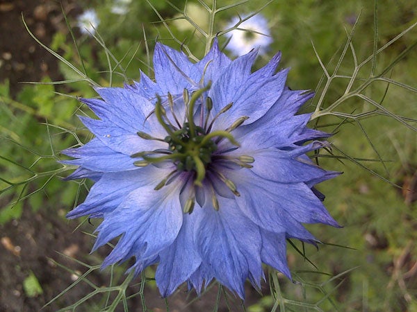 Close-up of a blue flower with delicate petals.Close-up of a blue nigella damascena flower.