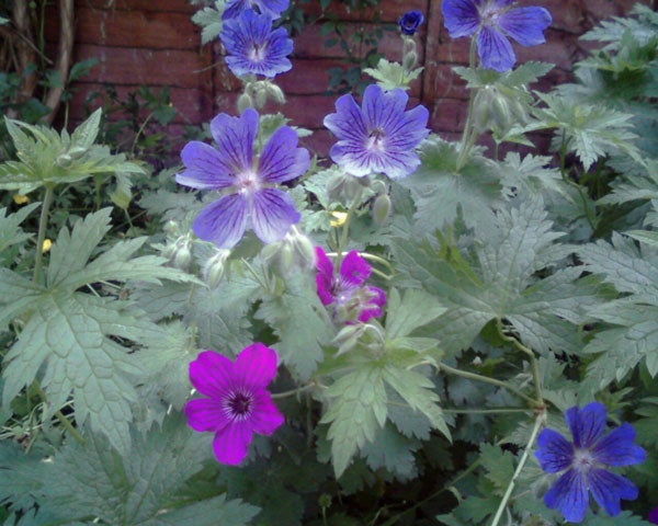 Purple and pink flowers with green foliage against brick wall.