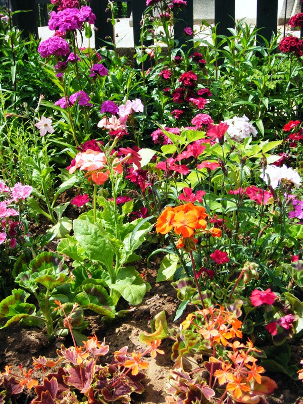 Colorful garden flowers captured in sunlight.Colorful garden flowers captured with bright sunlight.
