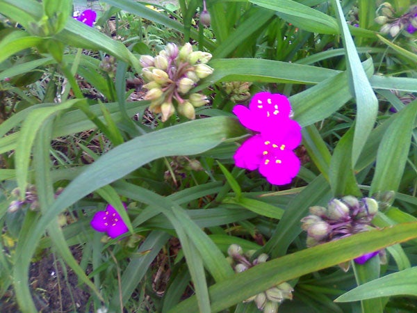 Photo of flowers and plants, unrelated to Motorola ROKR E8.Flowers and green leaves captured by Motorola ROKR E8 camera.