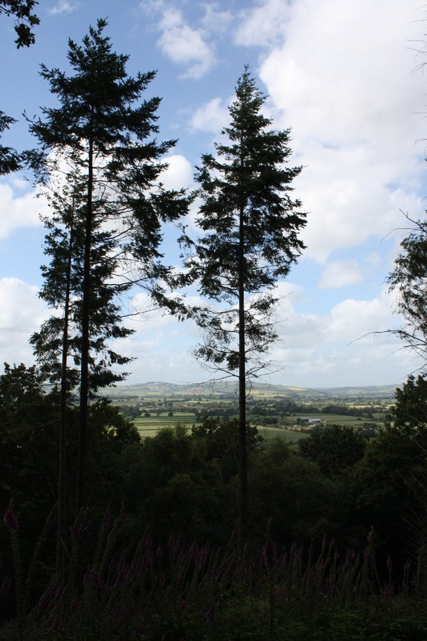 Landscape photo with trees taken by Canon EOS 450D.Tall trees against a cloudy sky with distant hills.