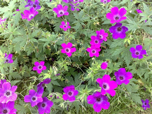Photo of vibrant purple flowers taken with Nokia 6220 Classic.Photo of purple flowers taken with Nokia 6220 Classic.