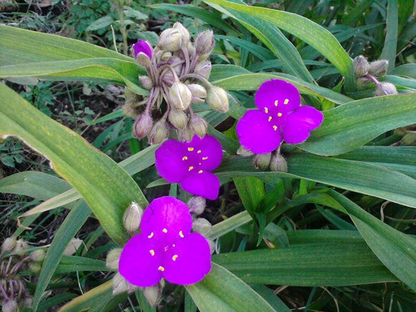 Purple flowers with green foliage background.Vibrant purple flowers with green foliage.