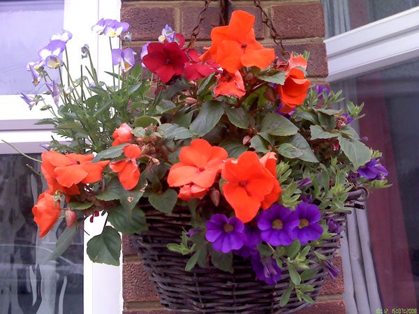 Colorful flowers in a hanging wicker basket outside a window