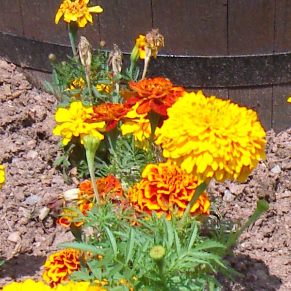 Bright marigold flowers taken by a Samsung NV30 camera.Bright marigold flowers in a garden taken with Samsung NV30.