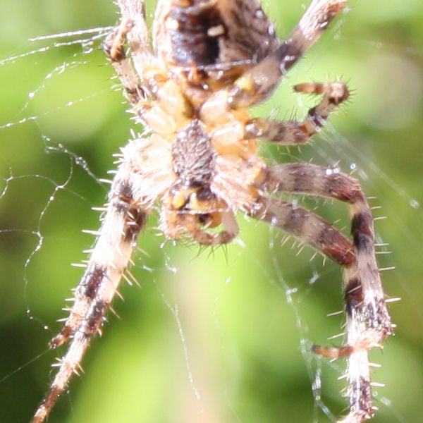 Close-up photo of a spider taken with Canon EOS 1000DClose-up photo of a spider taken with Canon EOS 1000D.