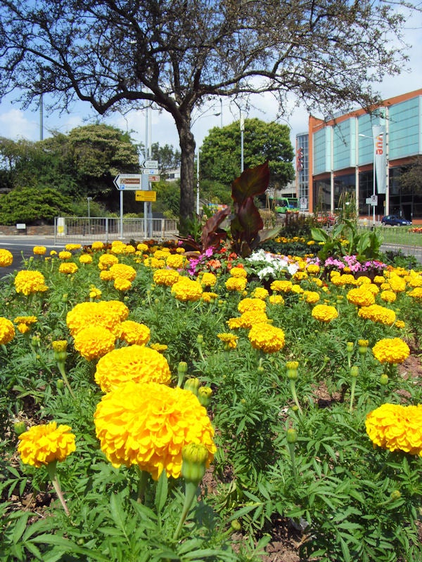 Vibrant marigold flowers in a city garden setting.Bright yellow marigolds in focus with urban background.
