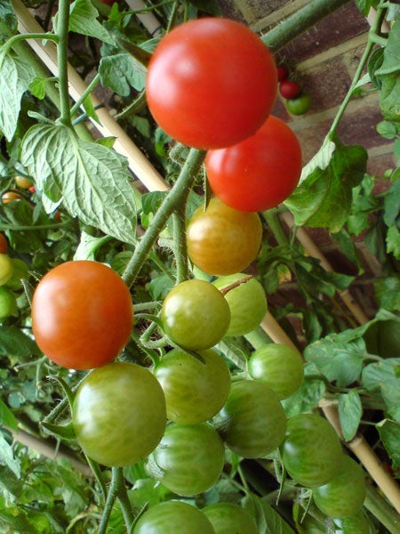 Photo taken with Sony Ericsson C702 showing ripening tomatoes.Tomatoes at various ripening stages on a vine.
