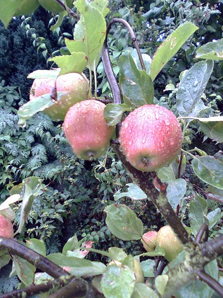 Photo taken with Nokia 7310 Supernova featuring dewy apples on a tree.Red apples on tree with water droplets.