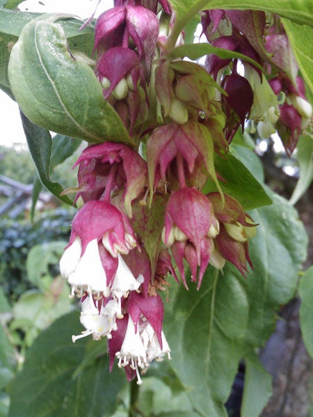 Close-up of blooming Leycesteria formosa, Himalayan honeysuckle flowers.Cluster of pink and white flowers on a plant.