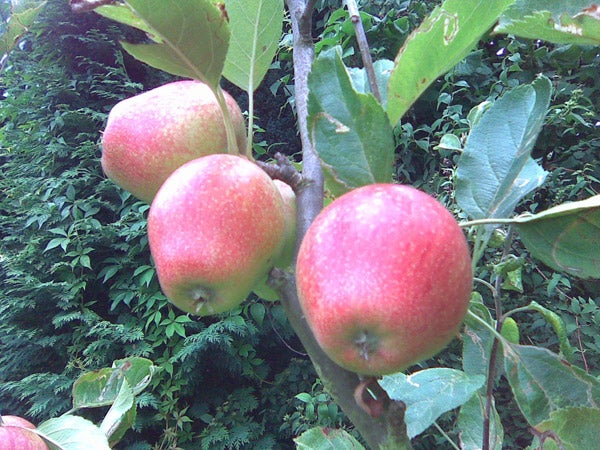 Red apples hanging on a tree branch.Red apples on a tree branch with green leaves.