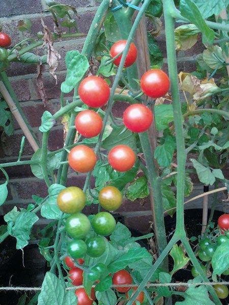 Ripe and unripe tomatoes on a vine against a brick wall.Tomato plants with ripe and unripe tomatoes in a garden
