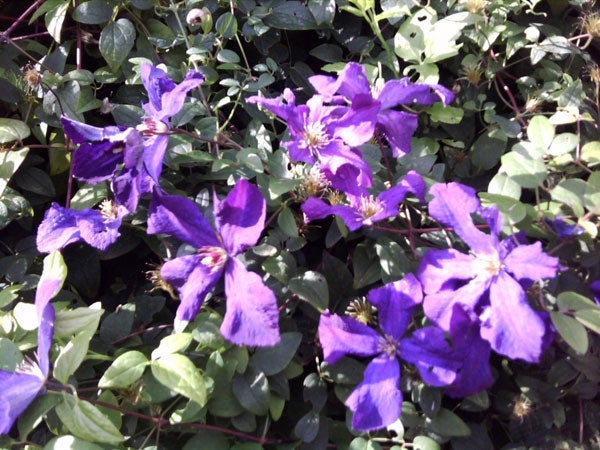 Purple clematis flowers blooming with green foliage.Purple clematis flowers on a green leafy background.