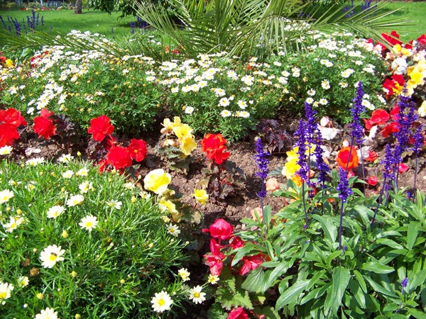 Colorful flowerbed captured with Kodak EasyShare Z8612 IS.Vibrant garden flowers captured with high color accuracy.