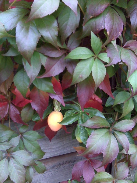 Vibrant leaves and a single hanging berry.