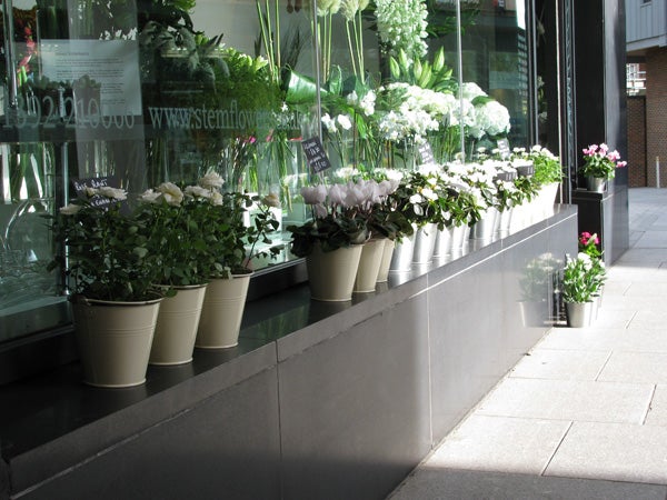 Flower pots lined up outside a shop, captured in natural light.