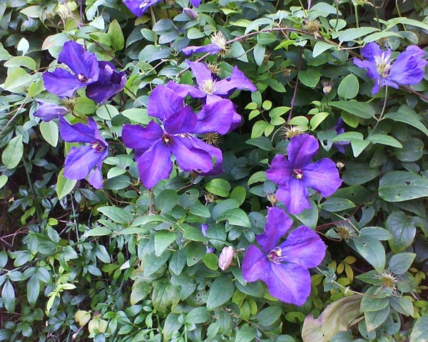 Purple clematis flowers on green foliage background.