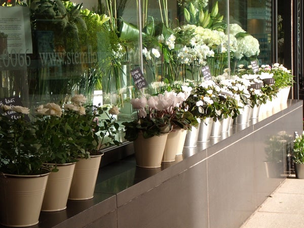 Flower pots lined up inside a sunny storefront window.