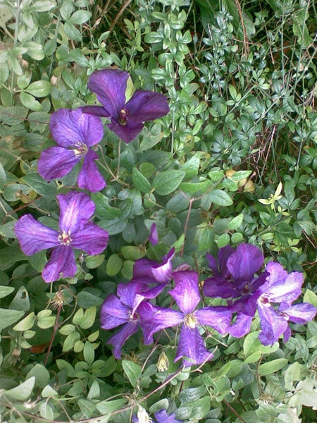 Purple flowers captured with Nokia 5320 XpressMusic camera.