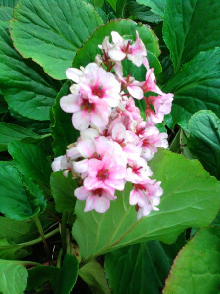 Pink and white flowers with green leaves, unfocused background.
