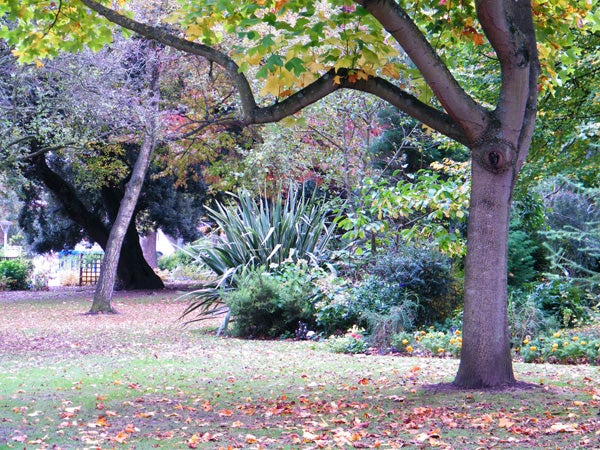 Photograph taken by Fujifilm FinePix S2000HD showing vibrant autumn park.