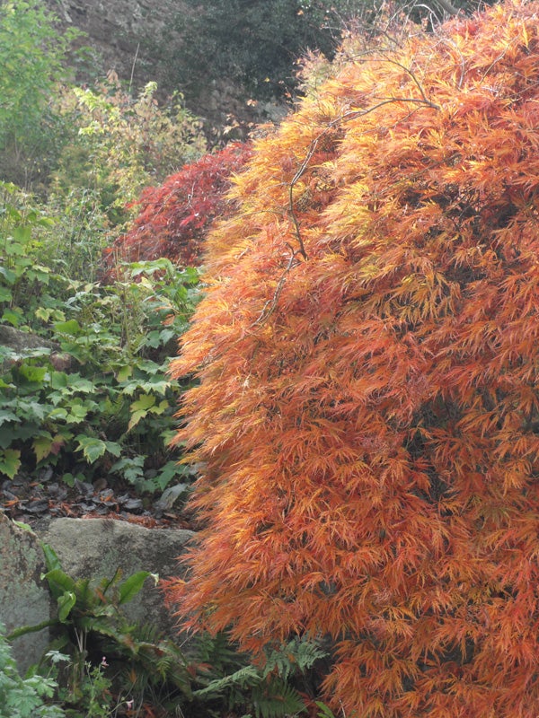 Vivid autumn foliage captured by Samsung L310W camera.