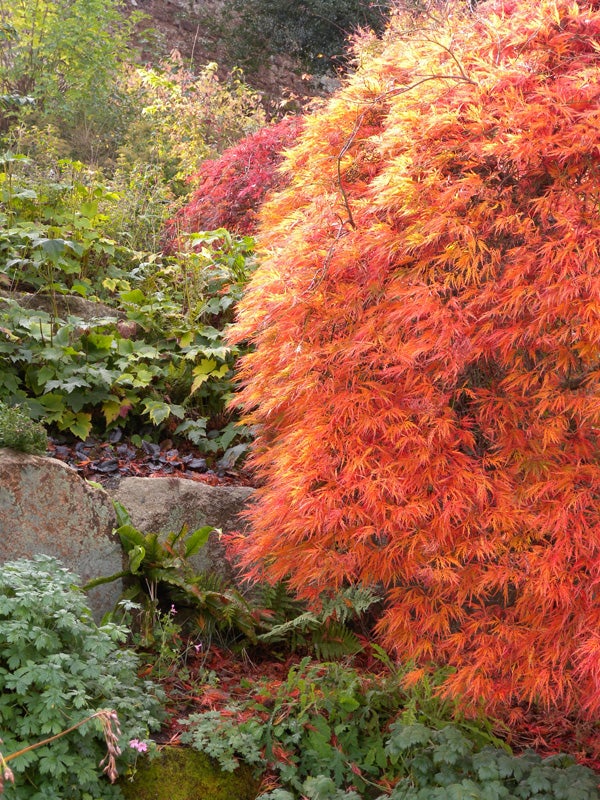 Vivid autumn foliage captured with Nikon CoolPix P6000.