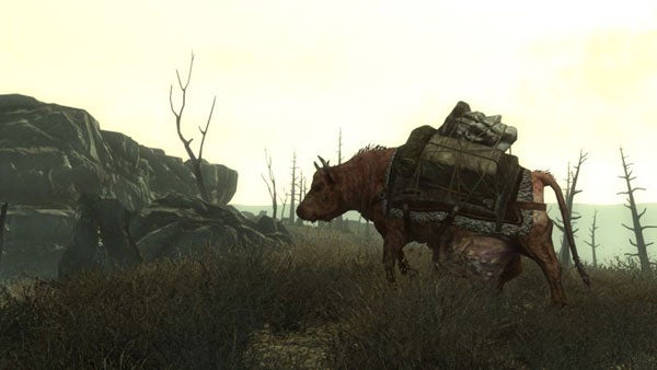 Screenshot of a Brahmin from Fallout 3 in wasteland setting.