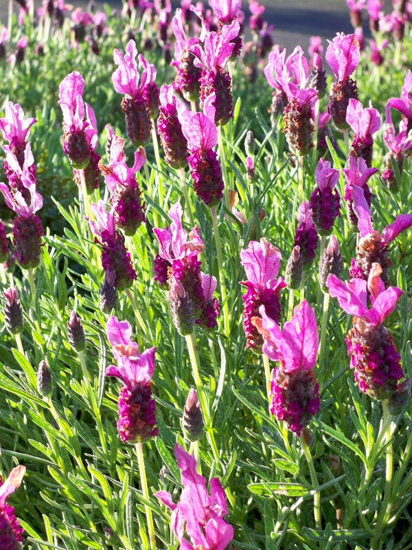 Vibrant pink lavender flowers in sunlight with green foliage.