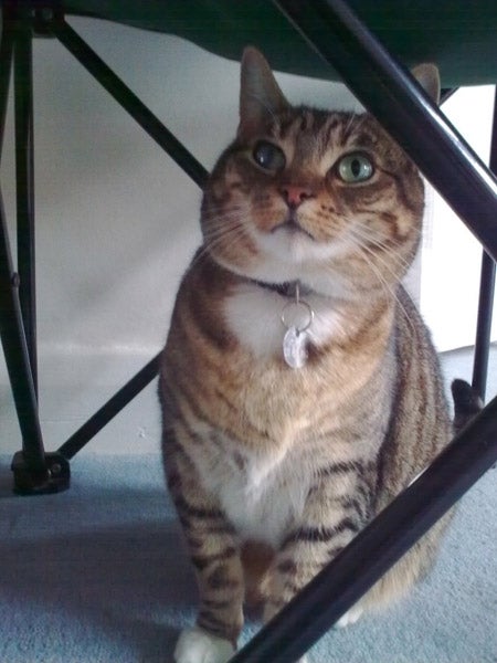Tabby cat sitting under a chair looking up