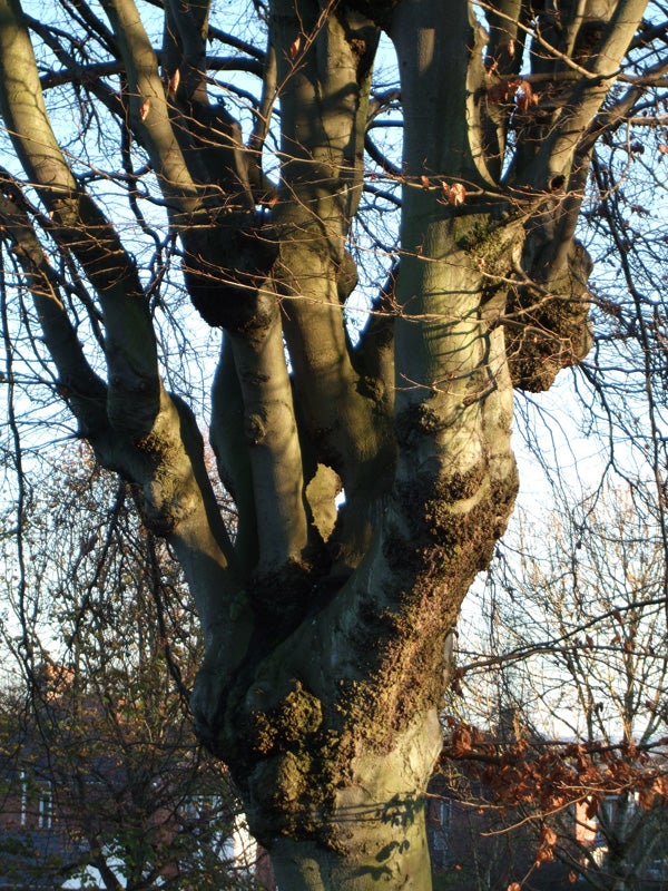 Photo of a tree with detailed bark texture in sunlight.