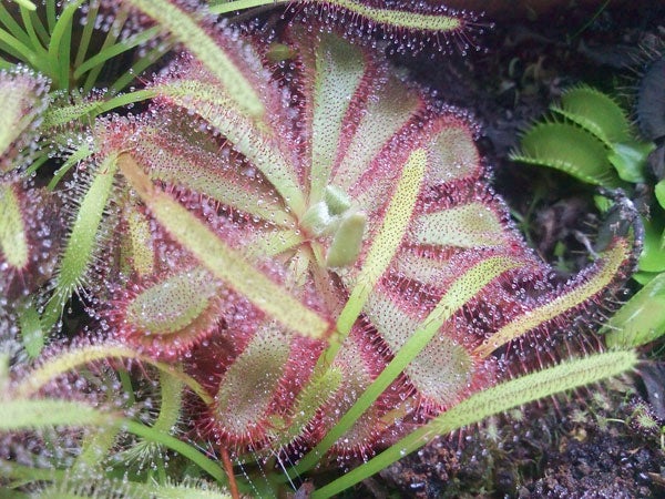 Close-up of a dewy sundew plant with vibrant colors.