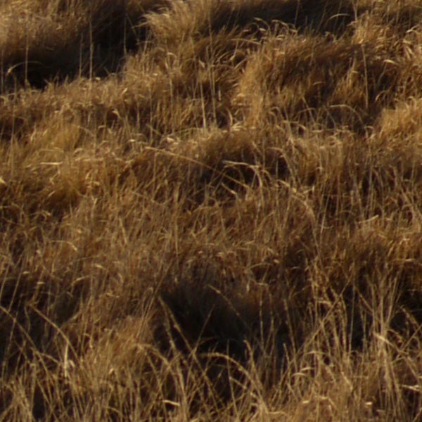 Close-up photo of dry grass taken with Panasonic Lumix DMC-G1.
