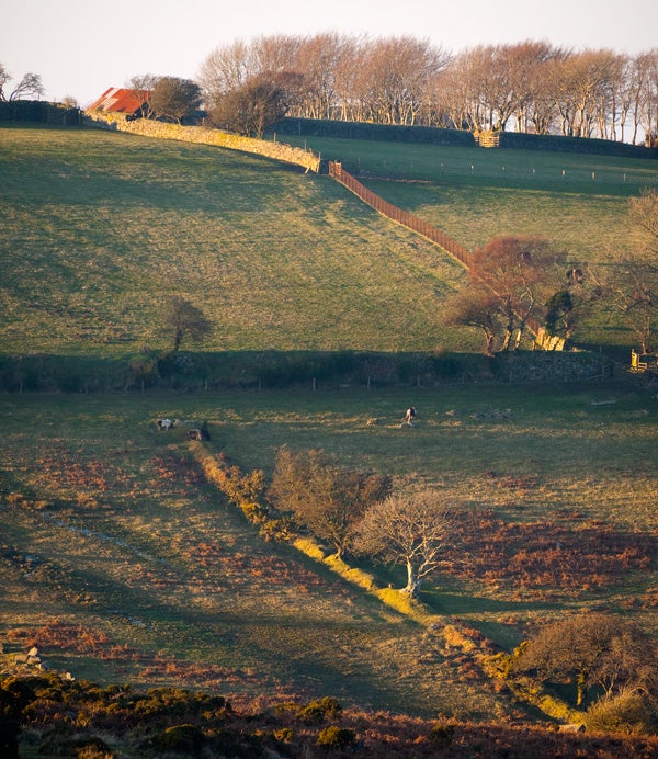 Landscape photo showing rolling hills and a tree in sunlight.