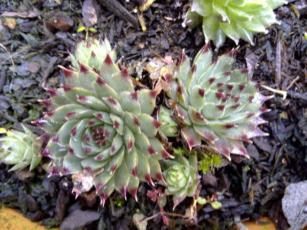 Succulent plants on a forest floor, photo taken with Nokia N79.