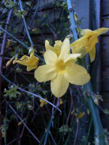 Yellow daffodil flowers against a blurred background.