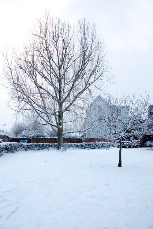 Winter scene with snow-covered trees and building.