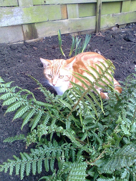Orange cat hiding behind ferns in a garden.