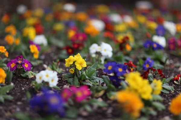 Colorful primroses with shallow depth of field, photo quality example.