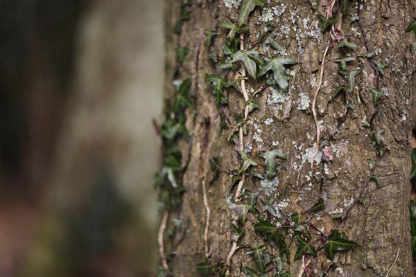 Close-up photo of ivy on tree bark, shot with Canon EOS 5D MkII.