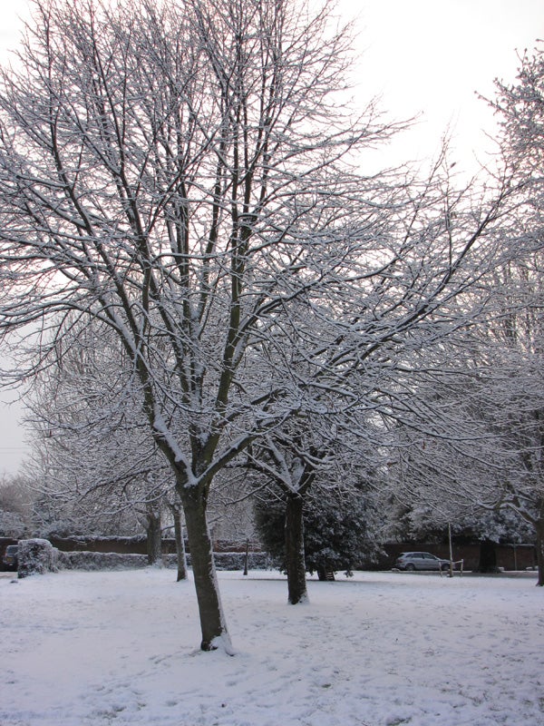 Snow-covered tree photographed with Canon PowerShot SX1 IS